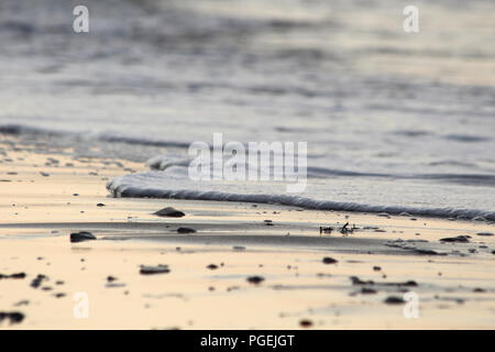 Détail des pierres dans le sable de plage et de l'onde douce contexte le coucher du soleil Banque D'Images