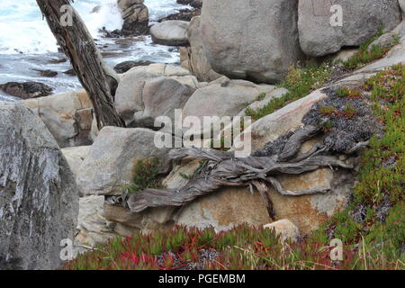 Driftwood le long des rives de la Californie Banque D'Images