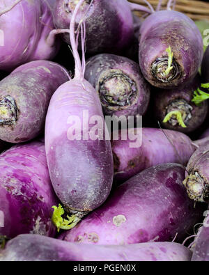 Les radis daikon violet dans un panier, certains montrant la germination feuilles vertes Banque D'Images