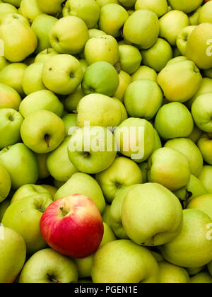 Une seule pomme rouge dans un champ de couleur jaune-vert pomme. Banque D'Images