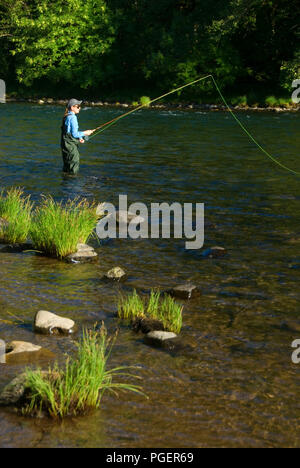 Flyfishing le nord de la rivière Santiam, Fisherman's Bend Recreation Area, Salem District Bureau de la gestion des terres, de l'Oregon Banque D'Images