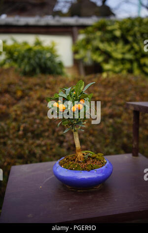 Orange Tree Bonsai - Tokyo, Japon Banque D'Images