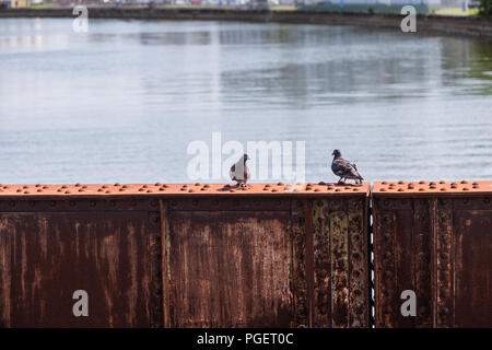 Deux pigeons sur poutre avec de l'eau rouillée en arrière-plan. Banque D'Images