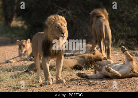 Les lions mâles et femelles interaction entouré par la fierté. Banque D'Images