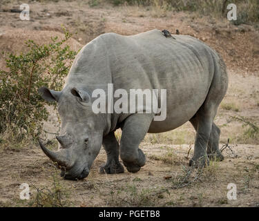 Vue latérale du rhinocéros blanc adultes laborieux le long avec la tête en bas, comme il l'fourrages pour l'alimentation. Banque D'Images
