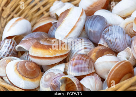 Collection de coquilles de mer au marché local Banque D'Images