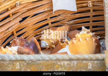 Collection de coquilles de mer au marché local Banque D'Images