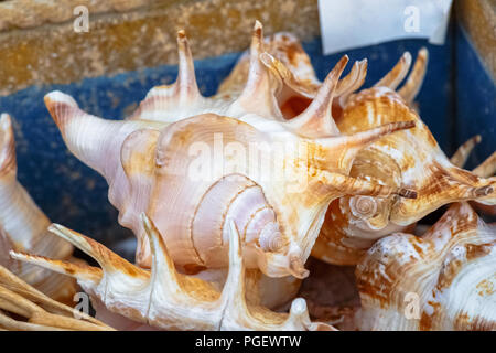 Collection de coquilles de mer au marché local Banque D'Images