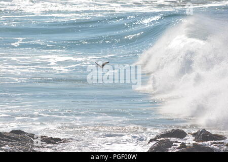 Un oiseau de mer survolant pendant que les vagues se brisent près de Sawtell Beach, en Nouvelle-Galles du Sud, en Australie Banque D'Images