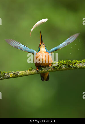 Kingfisher (Alcedo atthis) capture des poissons Banque D'Images