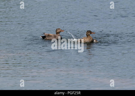 Une paire de canard chipeau (Anas strepera) canards éclaboussures autour sur l'eau Banque D'Images