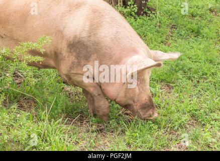 Pig creuser dans le sol herbeux - Cochon d'enracinement de l'alimentation Banque D'Images