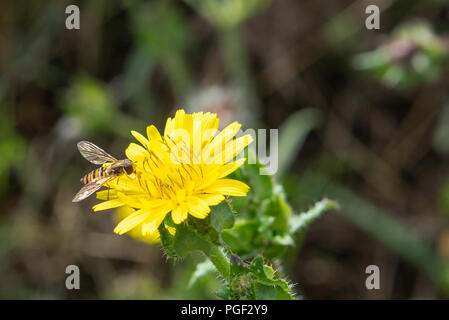 Close up of Marmalade hoverfly sur jaune plante. Banque D'Images