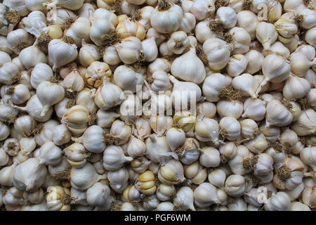 La texture de l'ail. backfround Ails frais et biologiques prêt pour l'utilisation Banque D'Images