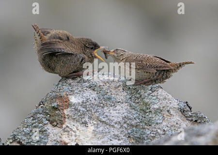 St Kilda wren chick sur un mur de pierre être nourris par un adulte derrière rue principale sur Hirta Outer Hebrides Banque D'Images