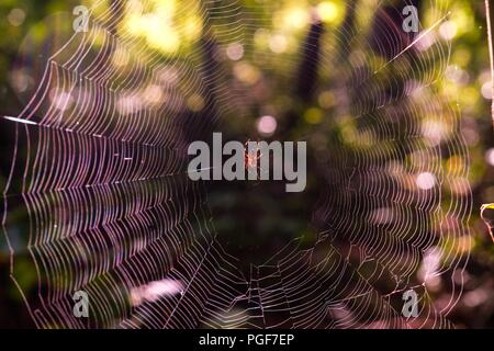 Tôt le matin, la lumière du soleil illuminant une orb-weaver spider centrée sur son site web à l'usine de Yates County Park à Raleigh en Caroline du Nord Banque D'Images