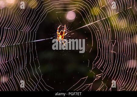 Libre d'un repéré orb-weaver spider centré sur son site tôt le matin la lumière solaire à l'usine Yates County Park à Raleigh en Caroline du Nord Banque D'Images