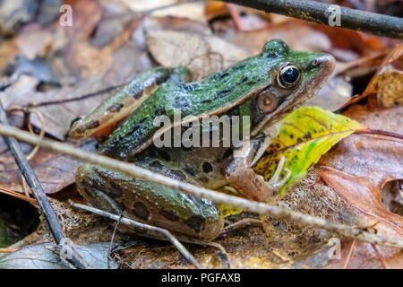 Une grenouille léopard du sud se trouve sur le sol de la forêt après une pluie d'été à Mill Yates County Park à Raleigh en Caroline du Nord Banque D'Images