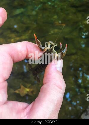 La tenue d'une variable ou d'écrevisses vivantes de la langouste au ruisseau Mill Yates County Park à Raleigh en Caroline du Nord Banque D'Images