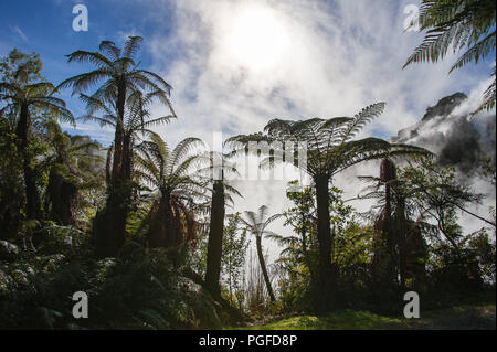 Une forêt de fougères géantes (Dicksonia squarrosa) dans la Vallée volcanique de Waimangu. Au milieu des brumes tourbillonnantes géants qui se profile avec un ciel bleu clair Banque D'Images