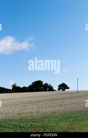 Chaume après la récolte sur les terres agricoles en champ gauche Hampshire rural défini dans un ciel bleu clair Banque D'Images