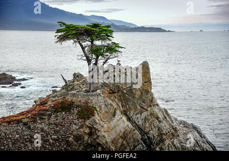 Pebble Beach, Californie : A lone cypress tree se dresse sur la côte californienne, 17 Mile Drive près de Carmel. Promontoire rocheux, fond de l'océan Banque D'Images