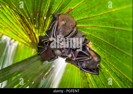 Chien moindre-face (Cyneropterus Fruit Bat brachyotis s). Également appelé à nez court ou Roussette commune - une famille se dissimule sous un palmier vert foncé Banque D'Images