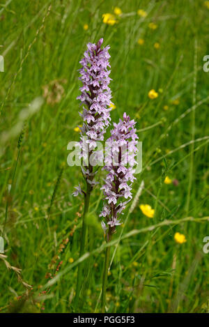 La commune orchidée sauvage dans un pré. Banque D'Images