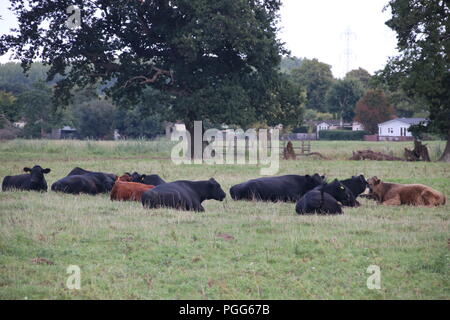 Noir et brun fixant les vaches dans un champ ouvert avec les arbres en arrière-plan Banque D'Images