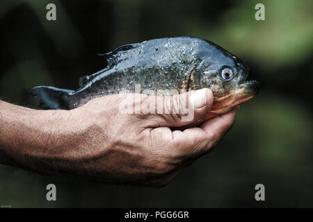 L'homme détient (Pygocentrus nattereri piranha rouge) en Amazonie, Pérou Banque D'Images