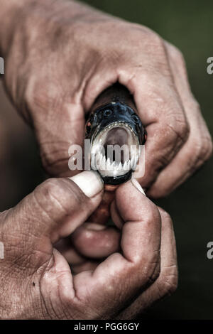 L'homme détient (Pygocentrus nattereri piranha rouge) montrant des dents dans l'Amazonie, Pérou Banque D'Images