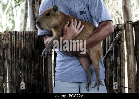 L'homme tenant un grand capybara (Hydrochoerus hydrochaeris) à Iquitos, Pérou Banque D'Images