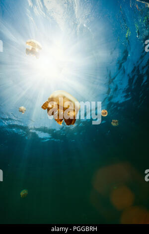 De photo sous-marine dans le lac Jellyfish or endémique à Palau. Banque D'Images