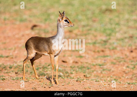 Dik Dik antelope dans le parc national de Samburu au Kenya Banque D'Images