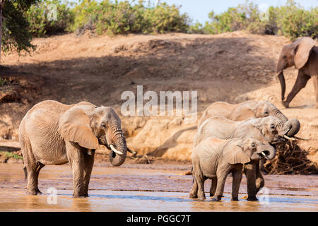 Les éléphants sauvages de la rivière à l'eau potable Banque D'Images