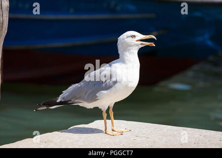 Pattes jaunes adultes Gull (Larus michahellis) aux côtés d'un canal à Venise Italie, Close up Vue de profil Banque D'Images