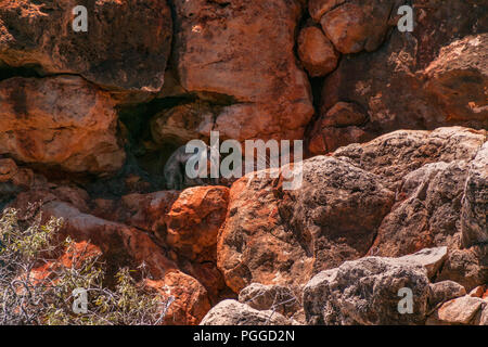 Exmouth, dans l'ouest de l'Australie - Novembre 27, 2009 Meyers Manx : Creek Gorge, dans le parc national de Cape Range sur le nord-ouest de Cape. De Gros plan sur red rock Wallaby clif Banque D'Images