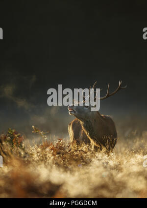 Red Deer à l'aube d'un matin d'automne brumeux pendant une saison du rut, au Royaume-Uni. Banque D'Images