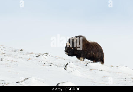 Boeuf musqué mâle isolé dans les montagnes enneigées Dovrefjell permanent pendant l'hiver froid en Norvège. Banque D'Images