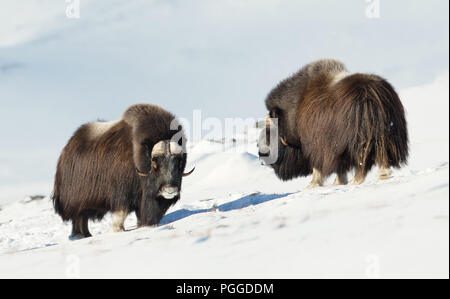 Close up de deux Bœufs musqués (Ovibos moschatus) standing in snowy Dovrefjell montagnes pendant l'hiver froid en Norvège. Banque D'Images