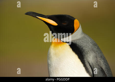 Close up of a king penguin contre un arrière-plan vert, îles Falkland. Banque D'Images