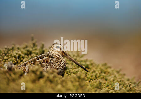 Close up off un snipe se nourrissant dans un champ sur une journée ensoleillée. Banque D'Images