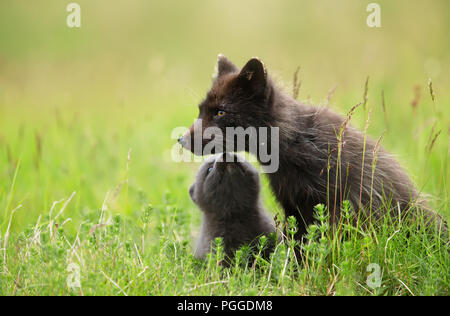 Close-up of Female renard arctique avec un mignon petit ourson assis dans l'herbe, l'été en Islande. Banque D'Images