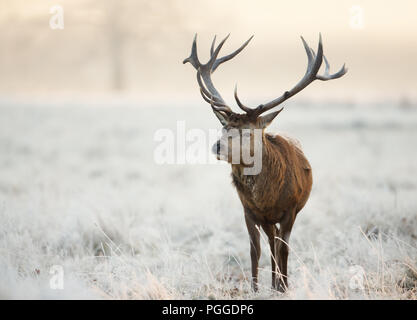 Close-up of a red deer stag debout sur une herbe givrée en hiver, au Royaume-Uni. Banque D'Images
