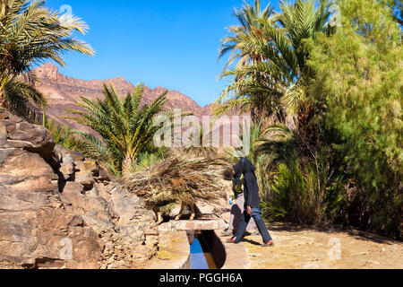 Maroc-DEC 27, 2012 : les femmes locales avec un âne haute empilée avec des feuilles de palmier sèches se sont réunis dans cette grande oasis située dans la vallée du Draa. Les frondes ha Banque D'Images