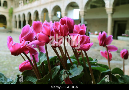 Fleurs rose vif dans la cour du couvent de Santo Domingo Qoricancha, Cusco, Pérou, Amérique du Sud Banque D'Images