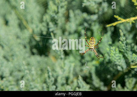Une grande araignée avec bandes jaunes sur une toile d'araignée dans le jardin. Jardin araignée araignée-lat. Araneus type araneomorph les araignées de la famille des spid web-Orb Banque D'Images