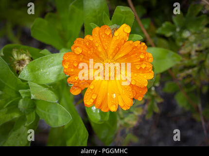 Marigold en anglais avec des gouttelettes d'eau Banque D'Images