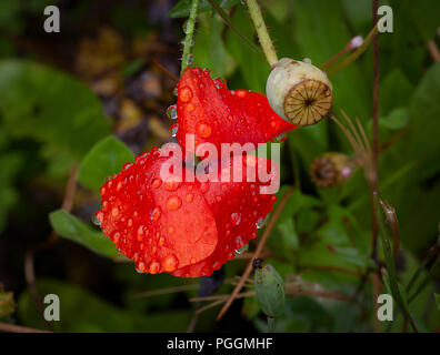 Gouttes de pluie sur un coquelicot rouge Banque D'Images