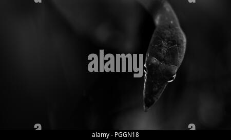 Image Monochrome de vigne verte serpents avec ses yeux vitreux tourné en agumbe, Inde. Une fine art photoframe qui convient pour cette chambre spacieuse. Banque D'Images